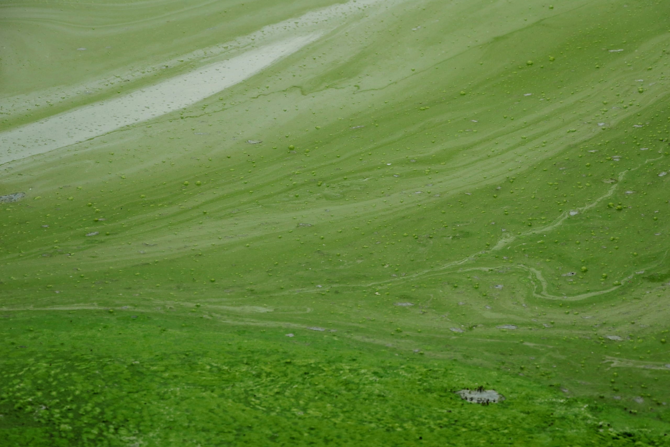 Agua verde en la piscina: cómo recuperarla sin vaciar